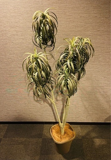 フェイクグリーン⑥? 観葉植物 
