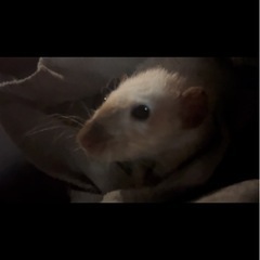 サイアミーズ【ラット／成体メス】経験者限定・単独飼育向き