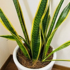 観葉植物サンスベリア　花瓶高さ37cmの画像