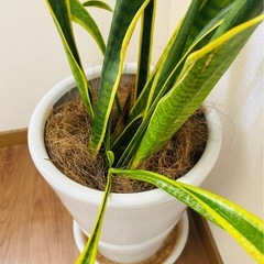 観葉植物サンスベリア　花瓶高さ37cmの画像