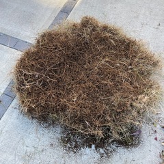 高麗芝、芝生欲しい方の画像