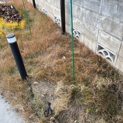 高麗芝、芝生欲しい方の画像