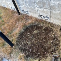 高麗芝、芝生欲しい方の画像