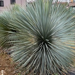 ユッカ　ロストラータの画像