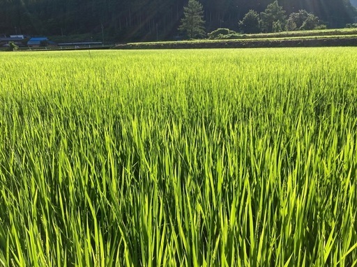 令和７年産コシヒカリ玄米30kg
