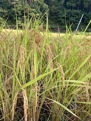 令和７年産コシヒカリ玄米30kg
