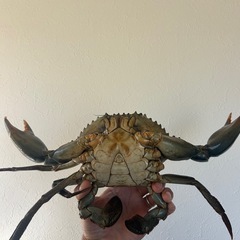 ノコギリガザミの画像