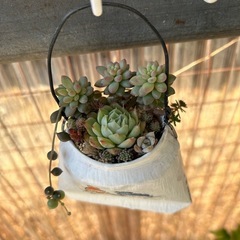 多肉植物の画像