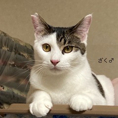 甘えたの男の子ざくくん