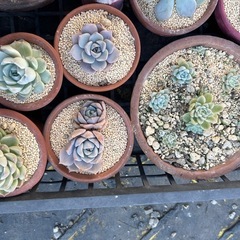 多肉植物の画像