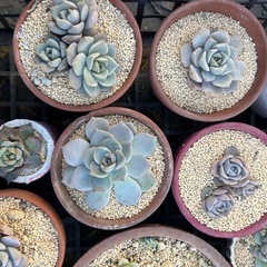 多肉植物の画像