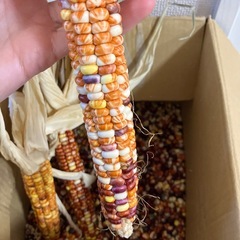 【まもなく終了】観賞用・栽培用 トウモロコシ種子（フリントコーン／Painted Mountain系）多色・耐寒性ありの画像