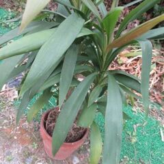 【最終処分】　観葉植物　青年の木　　１鉢　ガーデニング　　園芸　お花の画像