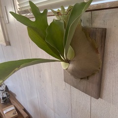 ビカクシダ　ネザーランドの画像