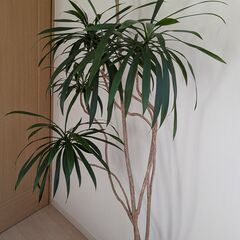 大型観葉植物 青ドラ コルジリネ ストリクタの画像