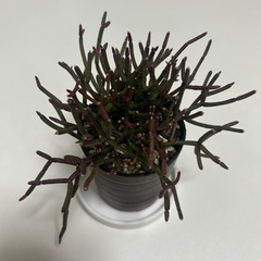 多肉植物　サルコイアシ　猿恋葦の画像