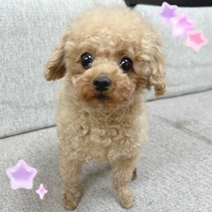 【里親募集】ティーカッププードルの男の子