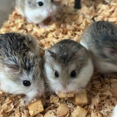 ロボロフスキー‪