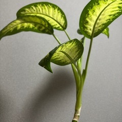 観葉植物の画像