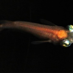 レア、珍種　オレンジハンマーヘッド悪魔の稚魚の画像