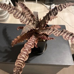 クリプタンサス リサヴィンサントの画像