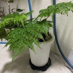 観葉植物　多肉植物　
ヒカゲヘゴの画像
