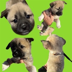 １ヶ月の子犬【里親さん決まりました】✨