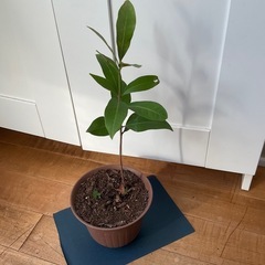 マテバシイ　1年目の画像