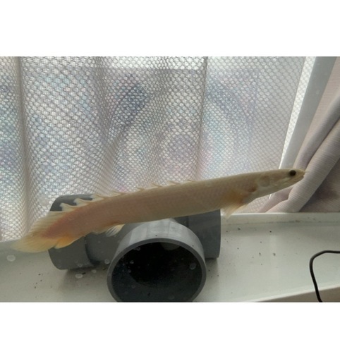 古代魚ポリプテルスと90センチ水槽　セネガルスとエンドリケリーの2匹セット➕90センチ水槽