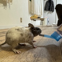 デグー　名前ちゅんた