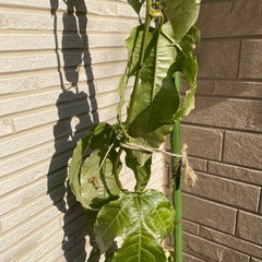 ①　パッションフルーツ　　抜き苗の画像