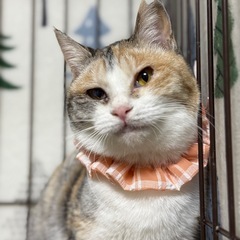 激甘えん坊　パステルミケのあいちゃん