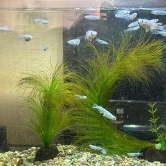 メダカ(マリアージュロングフィンの画像