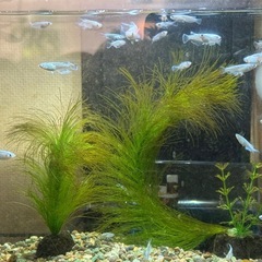 メダカ(マリアージュロングフィンの画像