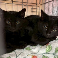 黒猫兄弟🐈‍⬛個人面会🉑2匹一緒のお迎え大歓迎✨