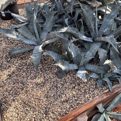 アガベ　ファンキートゥースの画像