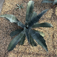 アガベ　ファンキートゥースの画像