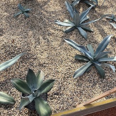 アガベ　フランゾシニーワイドリーフの画像