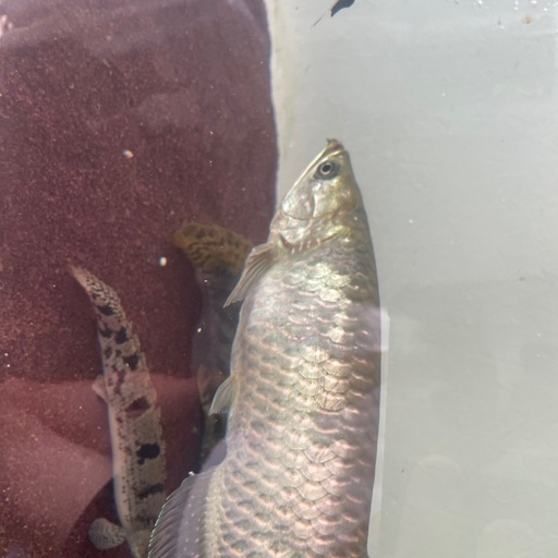 ノーザンバラムンディ約30cm