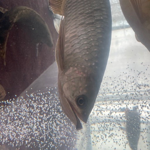 ノーザンバラムンディ約30cm