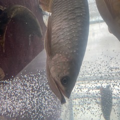 ノーザンバラムンディの画像