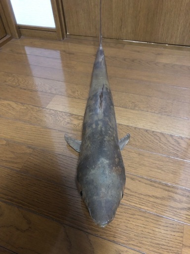サメ　剥製　レトロ