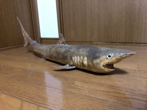 サメ　剥製　レトロ