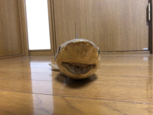 サメ　剥製　レトロ
