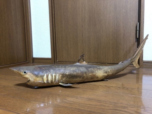 サメ　剥製　レトロ