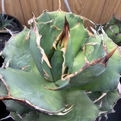 アガベチタノタ海豹の画像