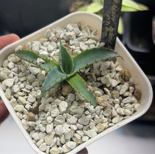 アガベラプター謎ハイブリッドカキコ (けい！発送可能！) 間々田の