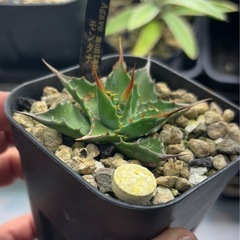 アガベ　モンタナ　美株‼️　短葉　低重心の画像