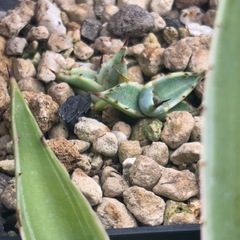 アガベ　スカブラ錦　ショートリーフ　ダブルヘッド　かなり希少です‼️の画像