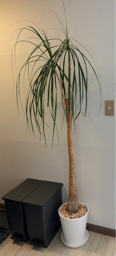 ポニーテール 観葉植物
